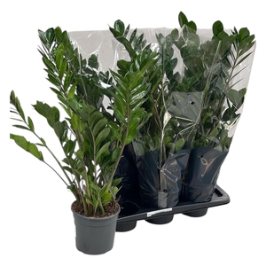 ZAMIO ZAMIIFOLIA