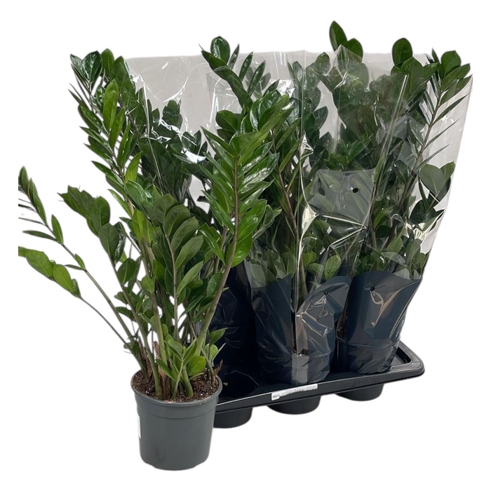 <h4>ZAMIO ZAMIIFOLIA</h4>