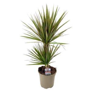 Dracaena marginata Bicolor 30-10