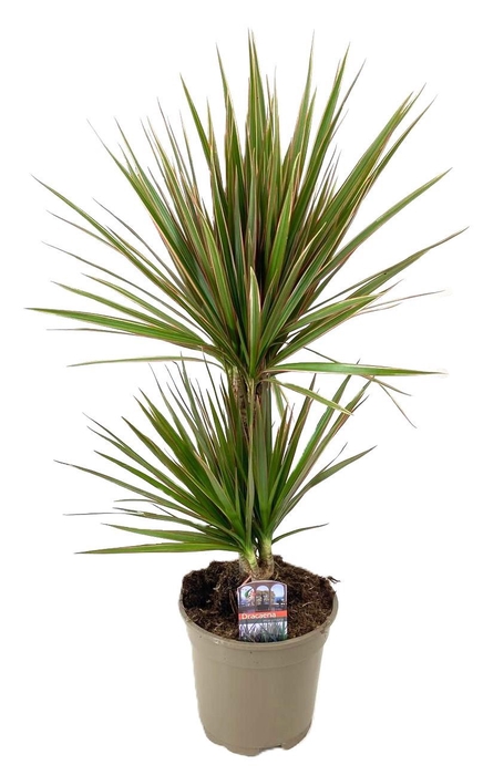 <h4>Dracaena marginata Bicolor 30-10</h4>