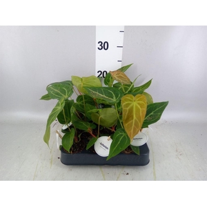 Anthurium   ...