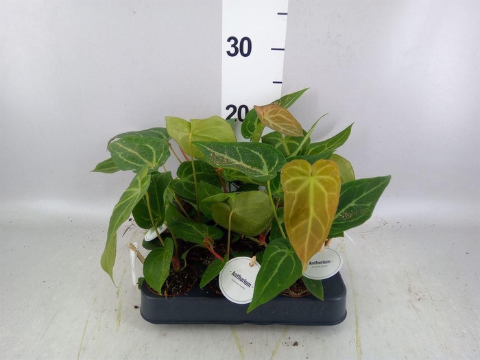 <h4>Anthurium   ...</h4>