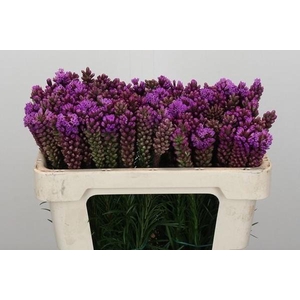 LIATRIS SPICATA