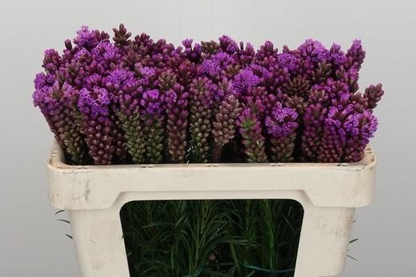 <h4>LIATRIS SPICATA</h4>