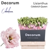 Lisianthus Celebrich queen 70cm