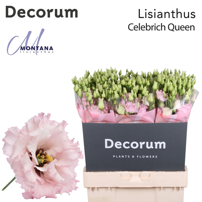 <h4>Lisianthus Celebrich queen 70cm</h4>