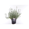 Nepeta faassenii Six Hills Giant