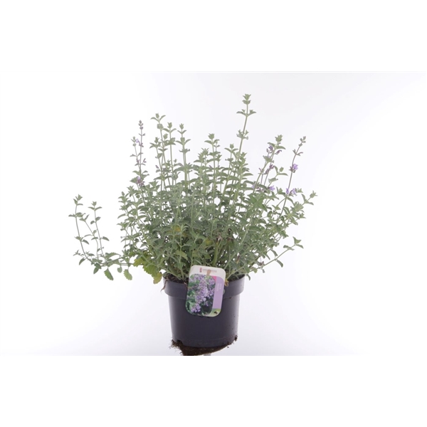 <h4>Nepeta faassenii Six Hills Giant</h4>