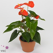 Anthurium Orange Champion ''Just perfection®'' (XL-Flowers)
