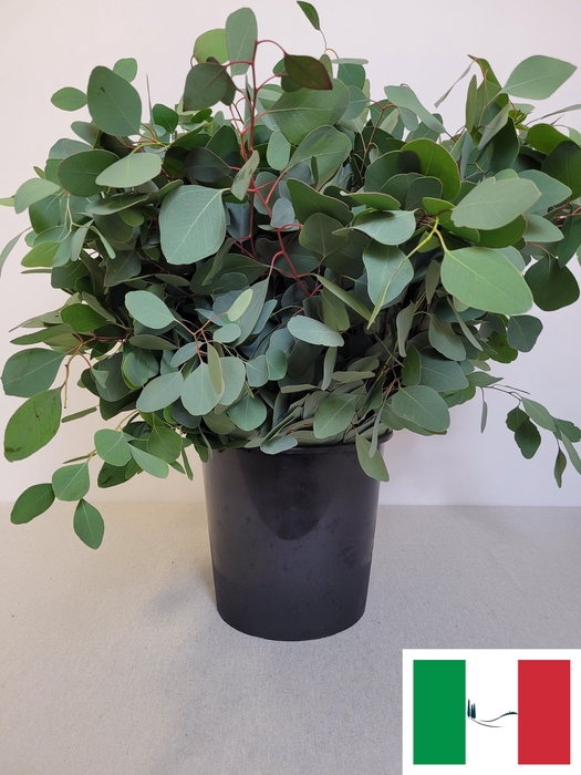 EUC POPULUS PER STEEL -IT-