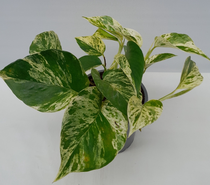 EPIPREMNUM PINNATUM P12 MARBLE QUEEN