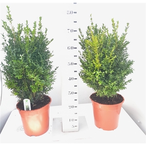 Buxus sempervirens 50-60cm extra