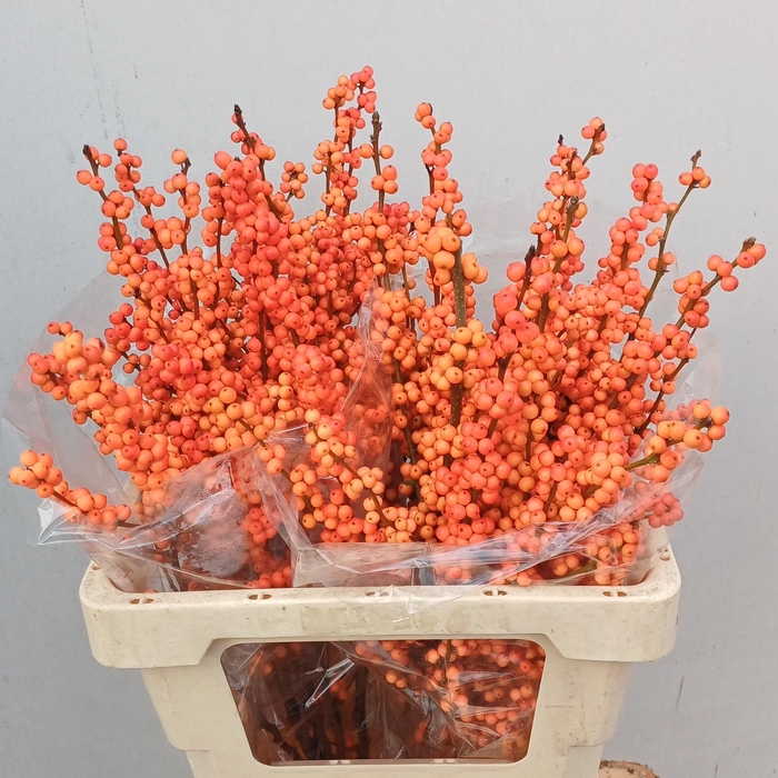 <h4>ILEX VE WINTER GOLD</h4>