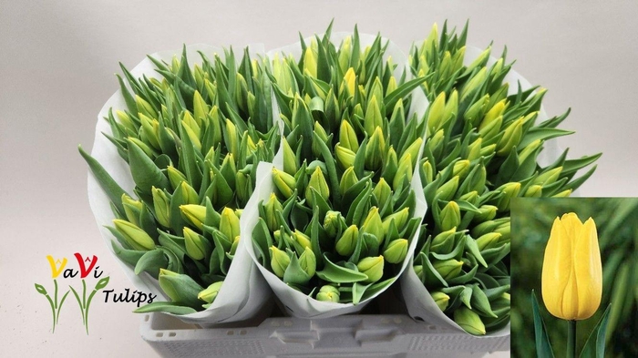 <h4>TU EN STRONG GOLD</h4>