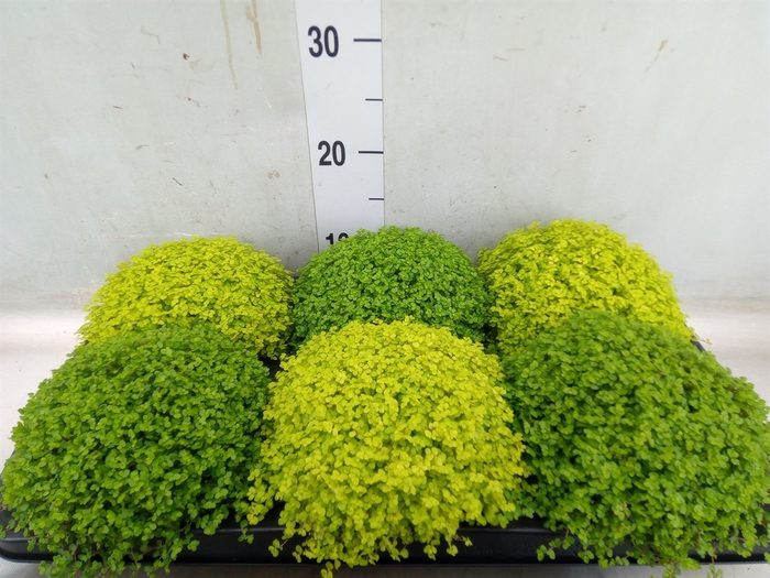 <h4>Soleirolia soleirolii   ...mix 2</h4>