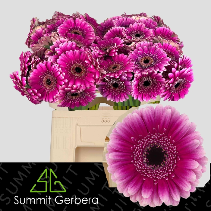 <h4>GE MI DESIGN</h4>