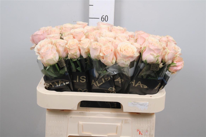 <h4>R Gr Roxanne+</h4>