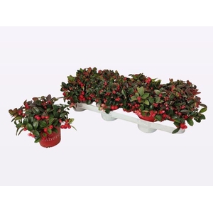 !! PROMO !! GAULTH PROCUMBENS P10.5