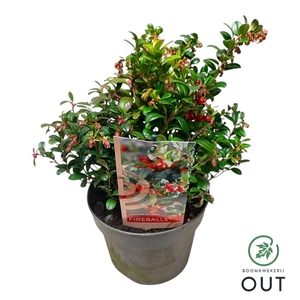 Vaccinium vit. Fireballs