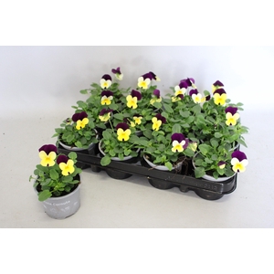 Viola cornuta F1 Yellow with Purple wing