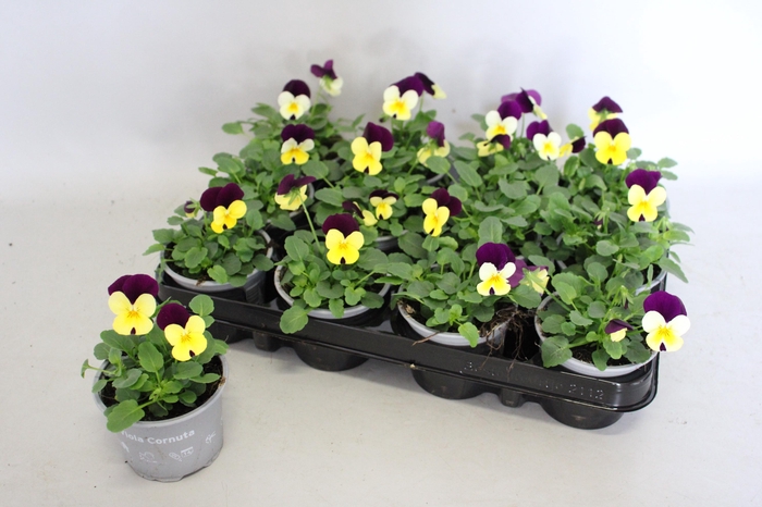 <h4>Viola cornuta F1 Yellow with Purple wing</h4>