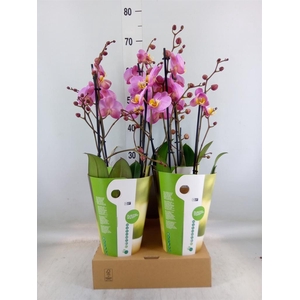 Phalaenopsis   ...rose