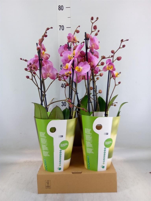 <h4>Phalaenopsis   ...rose</h4>