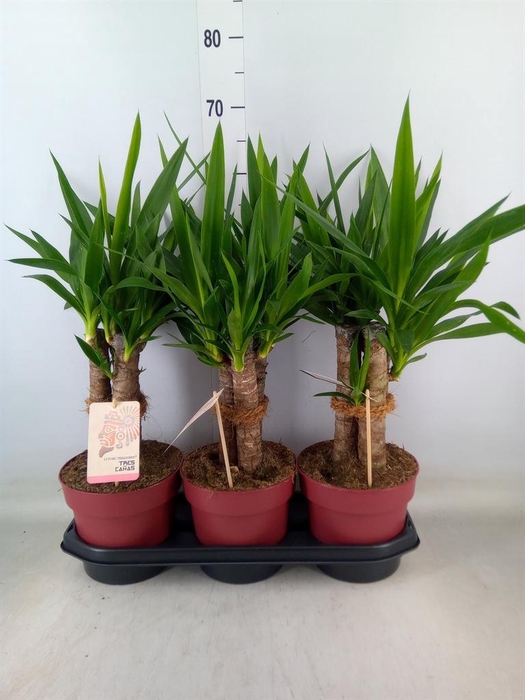 <h4>Yucca elephantipes   ...</h4>