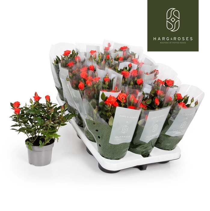 <h4>ROSA KORDANA CALIBRA</h4>