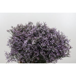 Limon Safora Lilac