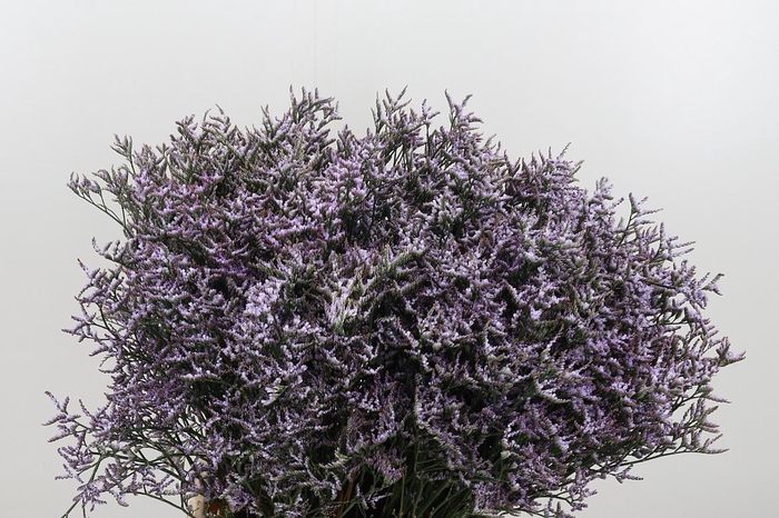 <h4>Limon Safora Lilac</h4>
