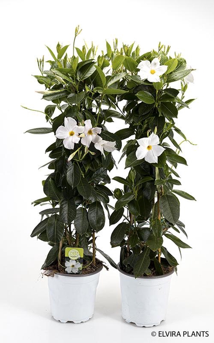 <h4>DIPLADENIA-HYBRID</h4>