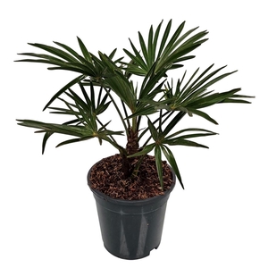 Trachycarpus Wagnerianus Nederlandse Teelt