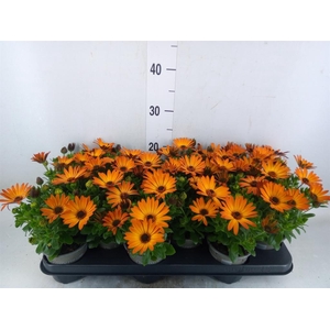 Osteospermum  'Senorita Lucia'