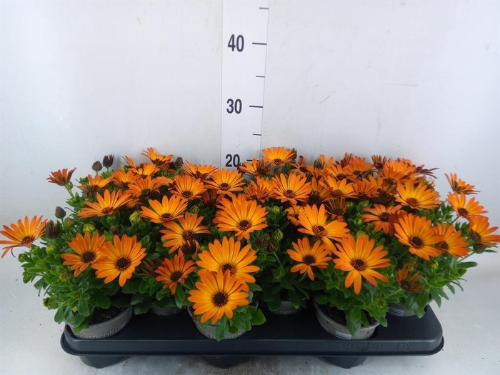 <h4>Osteospermum 'Senorita Lucia'</h4>