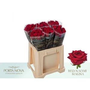 Rosa large red naomi! Magna Porta Nova