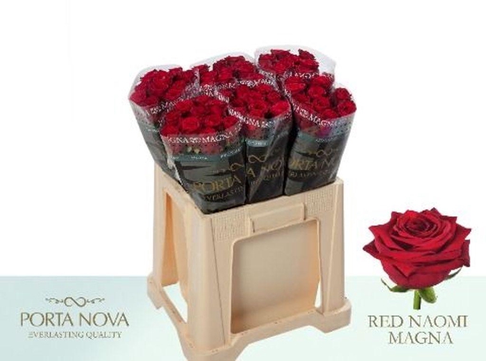 <h4>Rosa large red naomi! Magna Porta Nova</h4>
