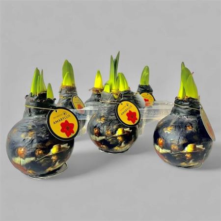 <h4>arr8 Bloembol Hippeastrum De Nachtwacht</h4>