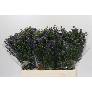 AST ASTEE M BABY BLU