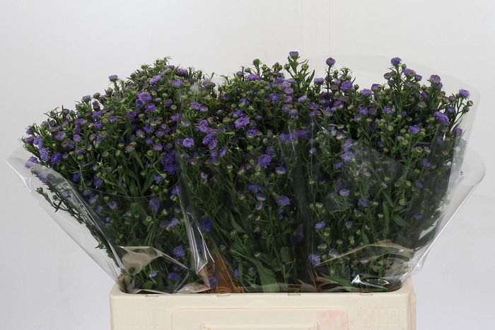 <h4>AST ASTEE M BABY BLU</h4>