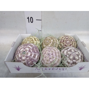 Arr.  Tillandsia L%