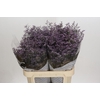 Limonium Safora Lilac