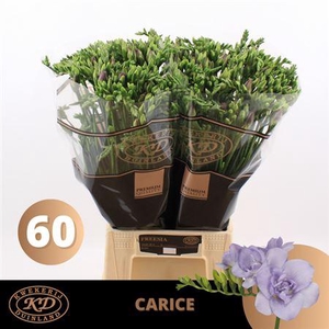 Fr Du Carice Pale Blue