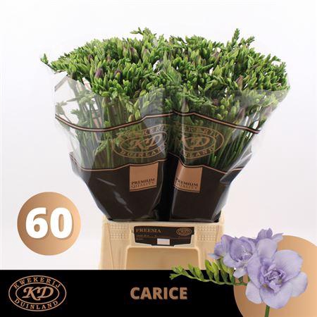 <h4>Fr Du Carice Pale Blue</h4>