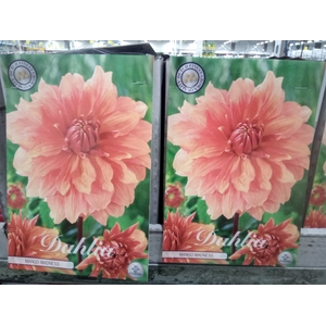 Dahlia   ...flowerbulbs