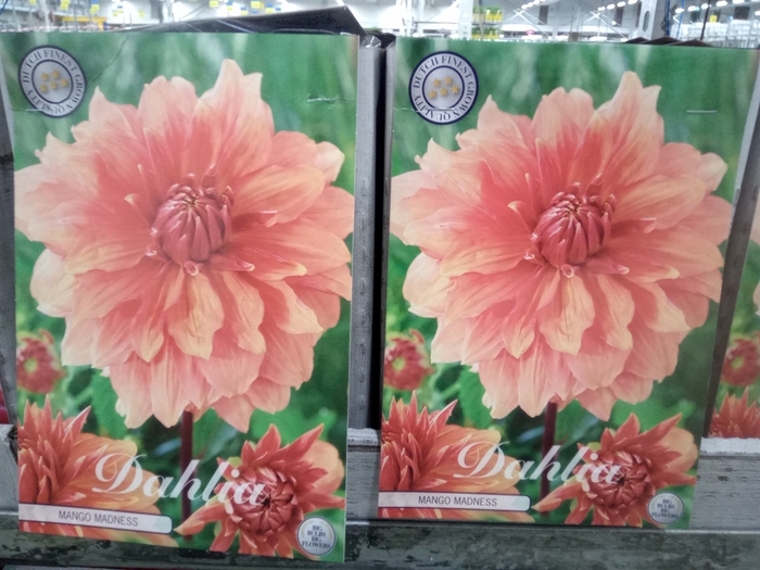 <h4>Dahlia   ...flowerbulbs</h4>