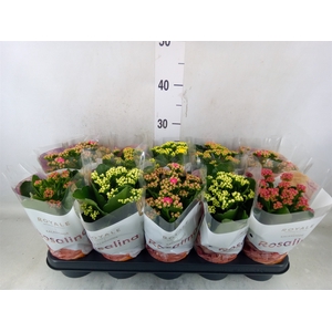 Kalanchoe blos. 'RoyalDon'   ..mix