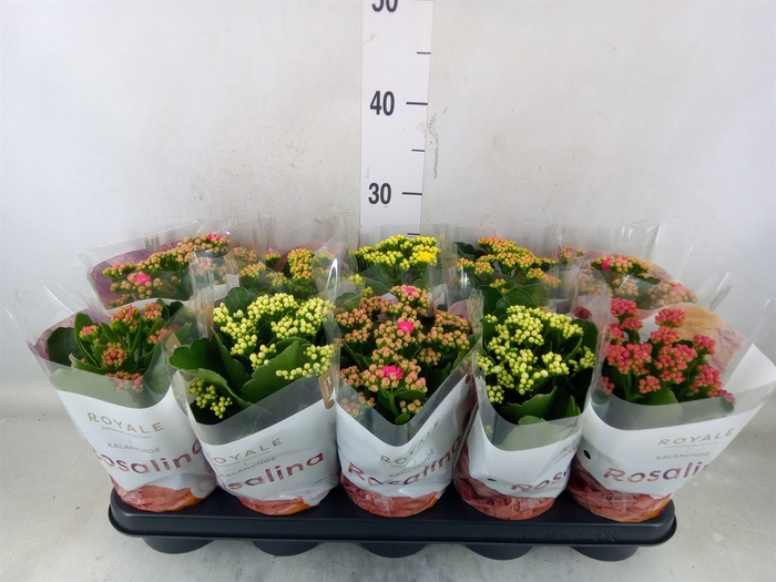 <h4>Kalanchoe blos. 'RoyalDon'   ..mix</h4>