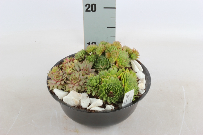 <h4>ARR SEMPERVIVUM</h4>