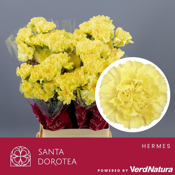 <h4>DI ST Hermes SEL</h4>